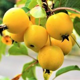 Китайка Золотая Ранняя6_0x160 Любимый сад